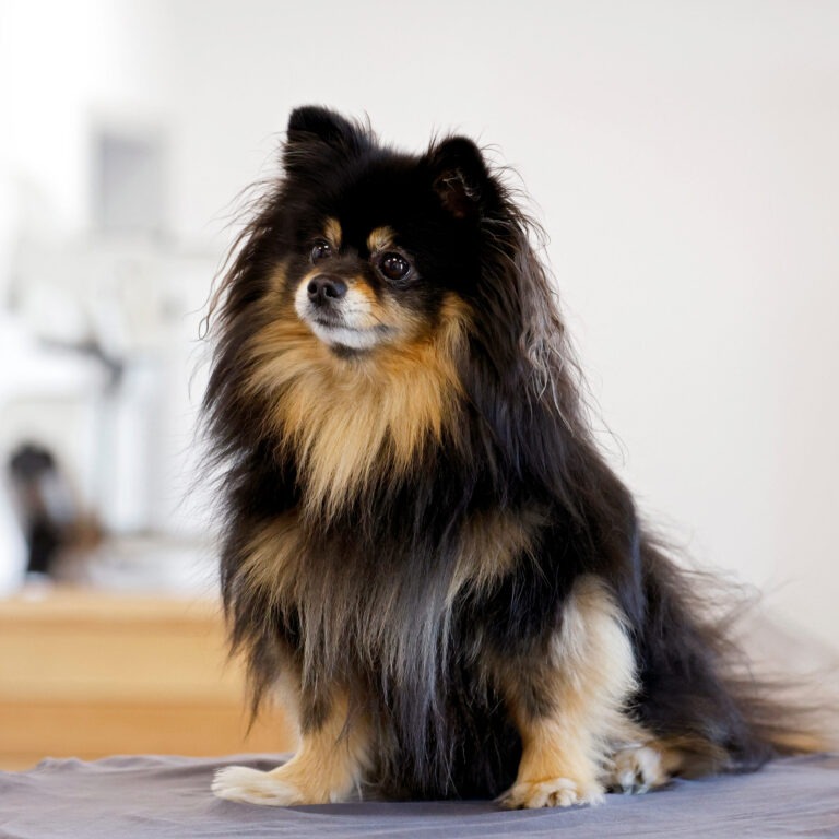 Pfau Hassloch – Pfau Hund